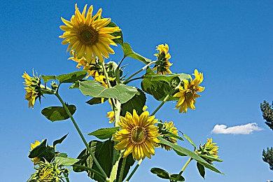 B站游戏开发大佬学徒之作 《寂静破碎》上线Steam