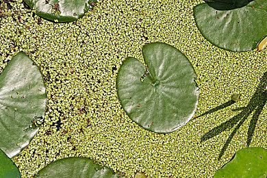 D.I.C.E.颁奖礼上Xbox老板将被授予终身成就奖